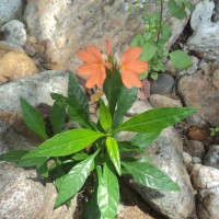 Crossandra infundibuliformis subsp. arida L.H.Cramer
